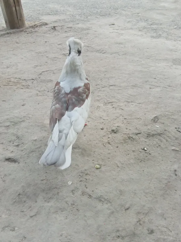 kabutar 3 kabutar 3