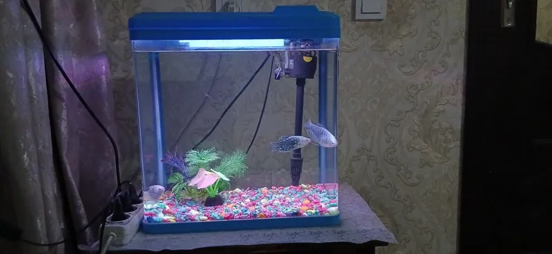 Akvarium baliqlari bilan yaqinda olingan 2 Akvarium baliqlari bilan yaqinda olingan 2