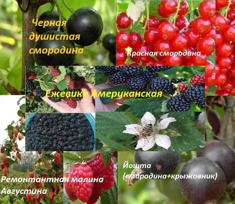 Россия Йоштаси, қора ва қизил смородирналари