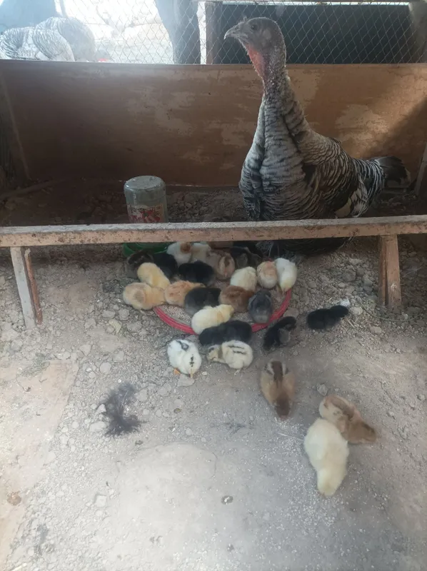 15mingdan Jaydari Joʻjalar sotiladi. 27ta 17-may kuni ochib chiqqan.