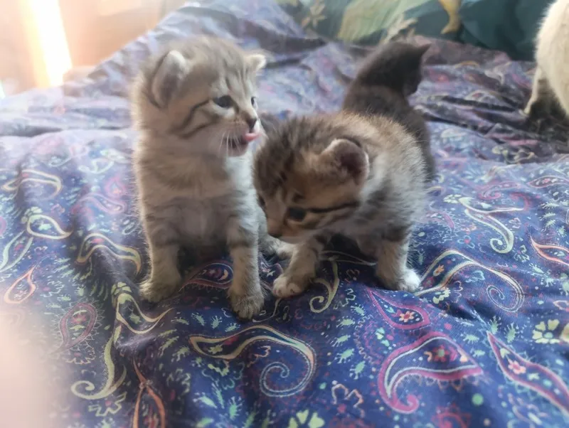 Отдам котят даром