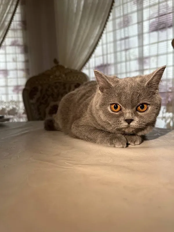 Чистокровные британские котята, девочки