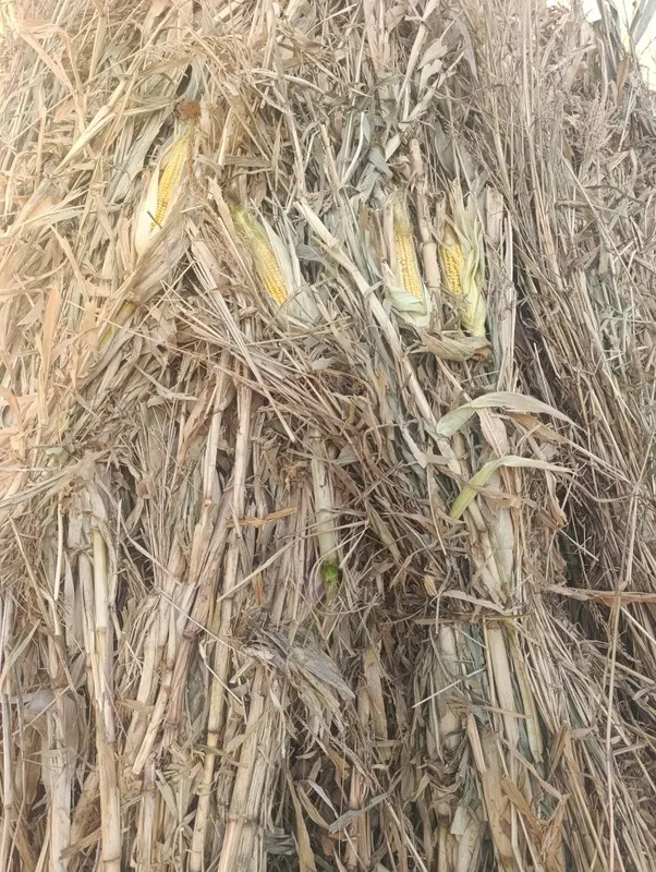Makkayi poya va silos sotiladi 2 Makkayi poya va silos sotiladi 2