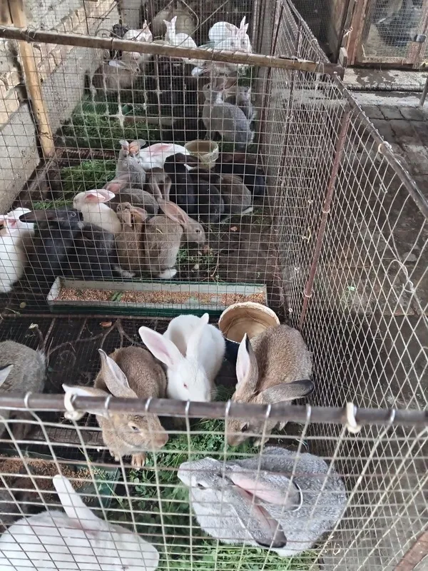 Quyonla sotiladi 50 mingdan 400 yuz mingacha 1