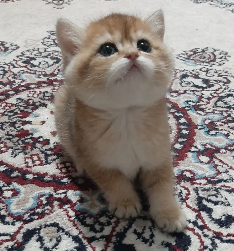 oltin chinchilla ny12 urg‘ochi mushukcha 3
