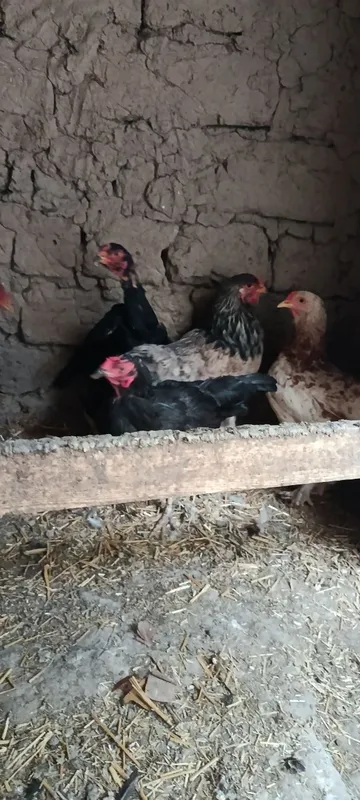Домашний курица и петух продаётся 3 Домашний курица и петух продаётся 3