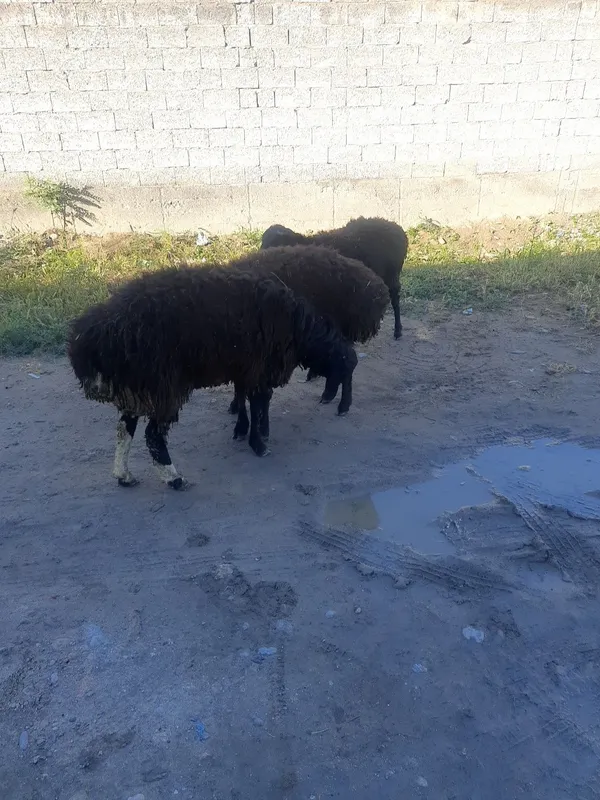 Quy sotiladi yaxshi