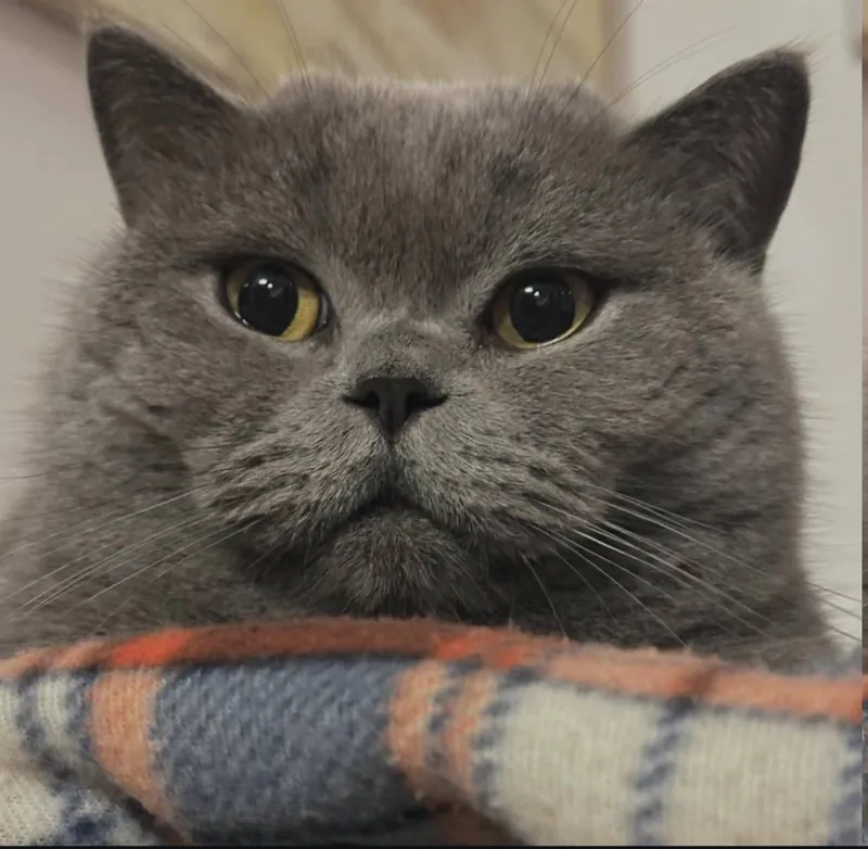 Вязка кота британской породы! — фото 1