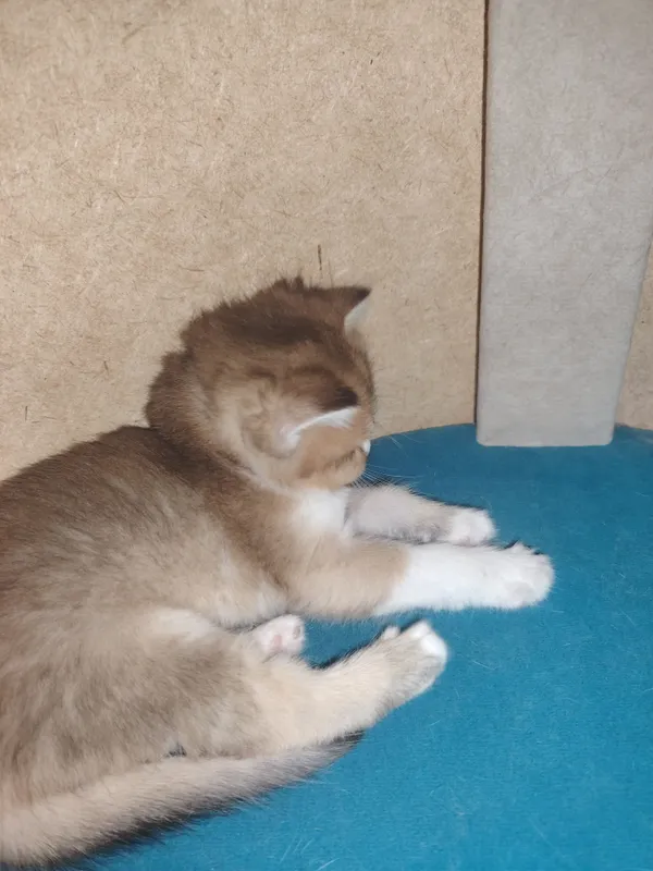 Котята продаются 1 Котята продаются 1