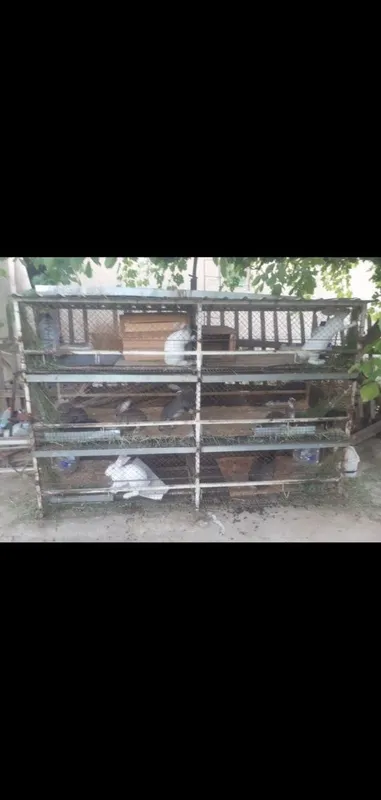 Товук катаклари сотилади нари 2500 дан 1 Товук катаклари сотилади нари 2500 дан 1