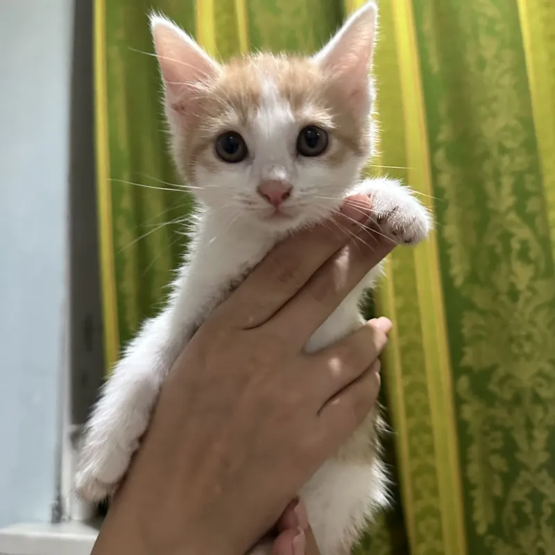 Котята в добрые руки — фото 2