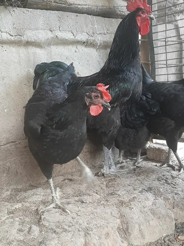 Toza Qora Shahzoda Damashniy tuxumlari — фото 1