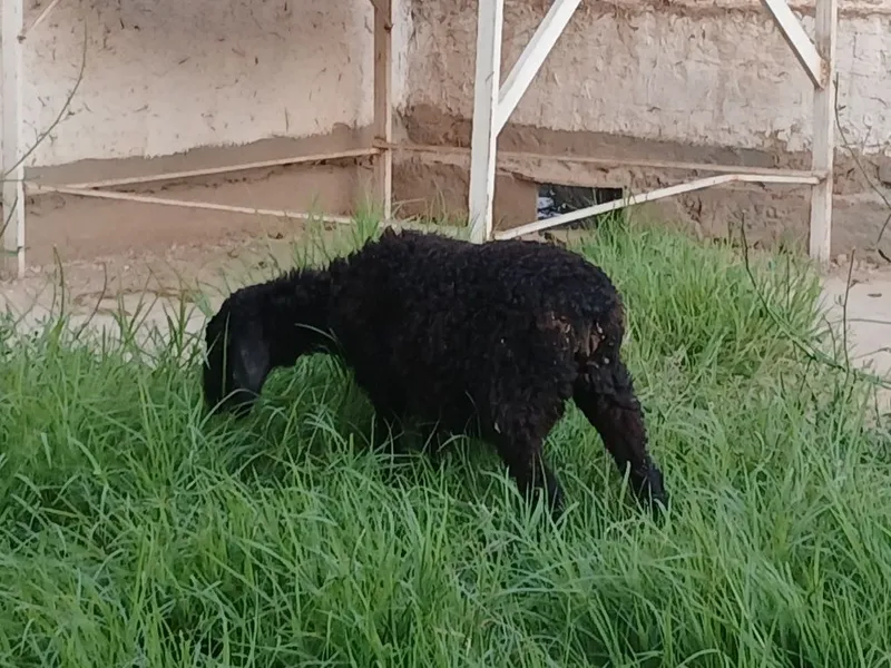 Qo‘zilar sotiladi 3 yarm oylik urg‘ochi 3 Qo‘zilar sotiladi 3 yarm oylik urg‘ochi 3