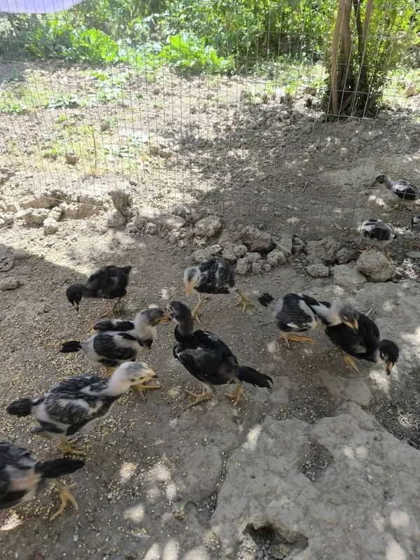 Dakan joʻjala sotiladi