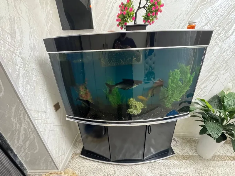 Baliqlari bilan akvarium
