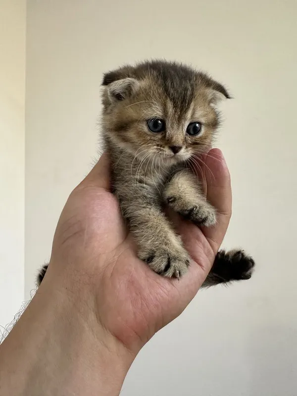 Scottish fold и Scottish straight настоящий — фото 1