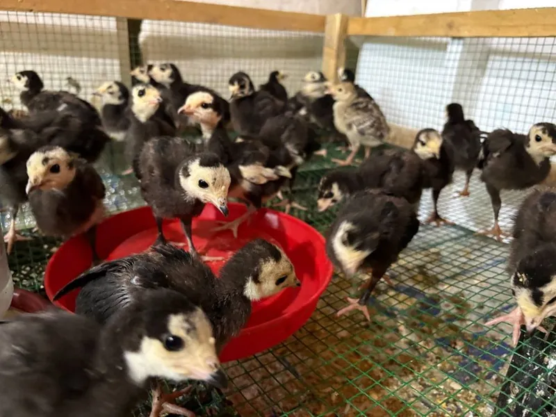 Pekin favarit goz tisarka jojalarin birinchi qol — фото 1