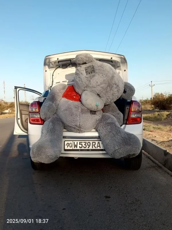teddy ayiq