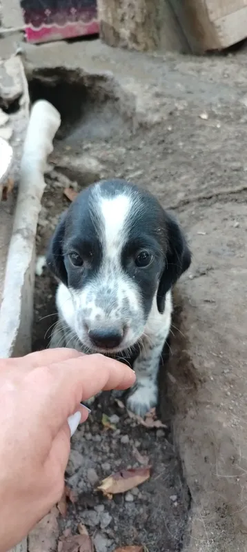 Spaniel kuchukchasi sotiladi, urg‘ochi 4