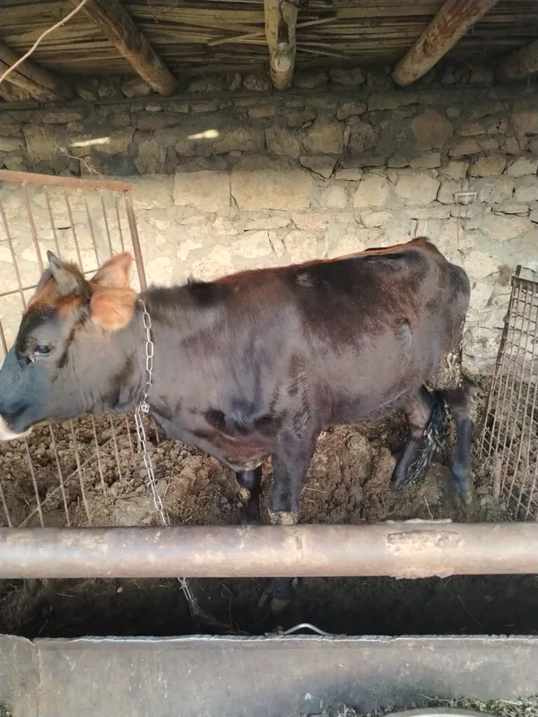 G'unojin sotiladi