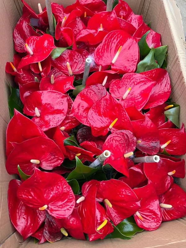Antrium gullari Toshkent boʻylab dastafka — фото 1