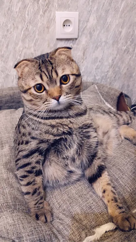 Скоттиш фолд.. Кот очень умный. Отдам даром. Скитиш фолд
