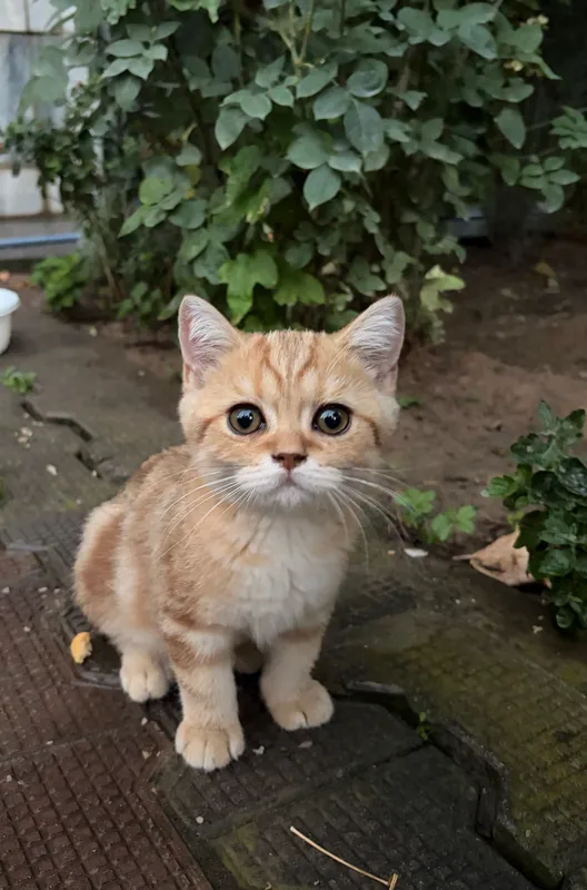 Котята шотландской породы 1 Котята шотландской породы 1
