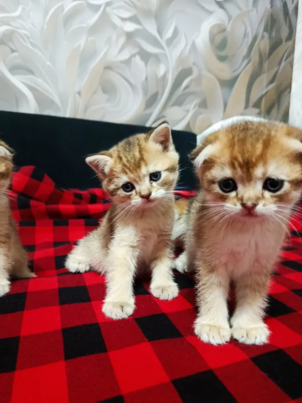Шотландские котята золотая шиншилла Продаются — фото 1