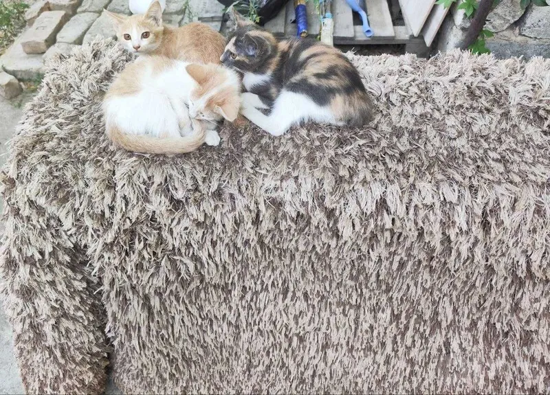 Котята в добрые руки Котята в добрые руки