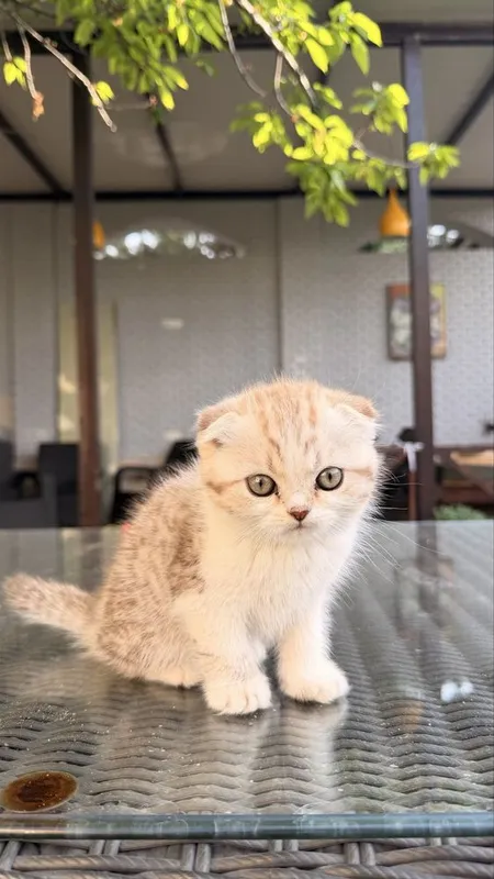Котёнок 2,5месяца породистый вислоухий — фото 7