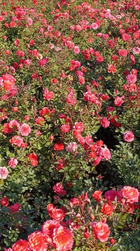 Manzarali ko‘chatlar — Samarqand Agro Dizayn firmasidan! — фото 7