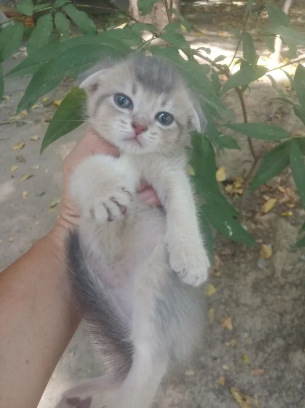 Продается котёнок 1 Продается котёнок 1