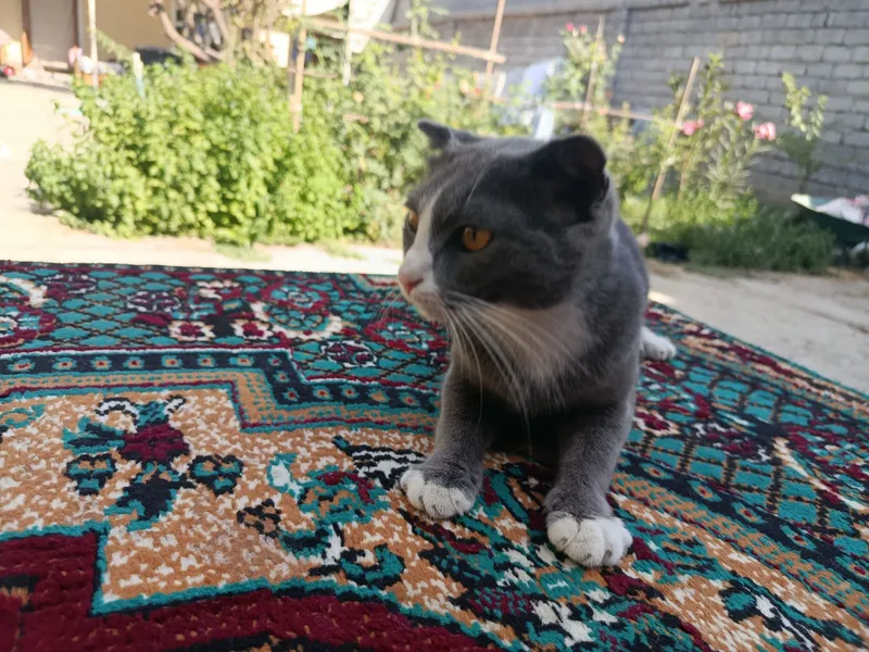 Mushu beriladi tekin 1 Mushu beriladi tekin 1
