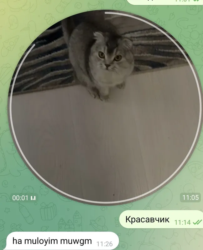 котики Шотландский мальчик и девочка 7