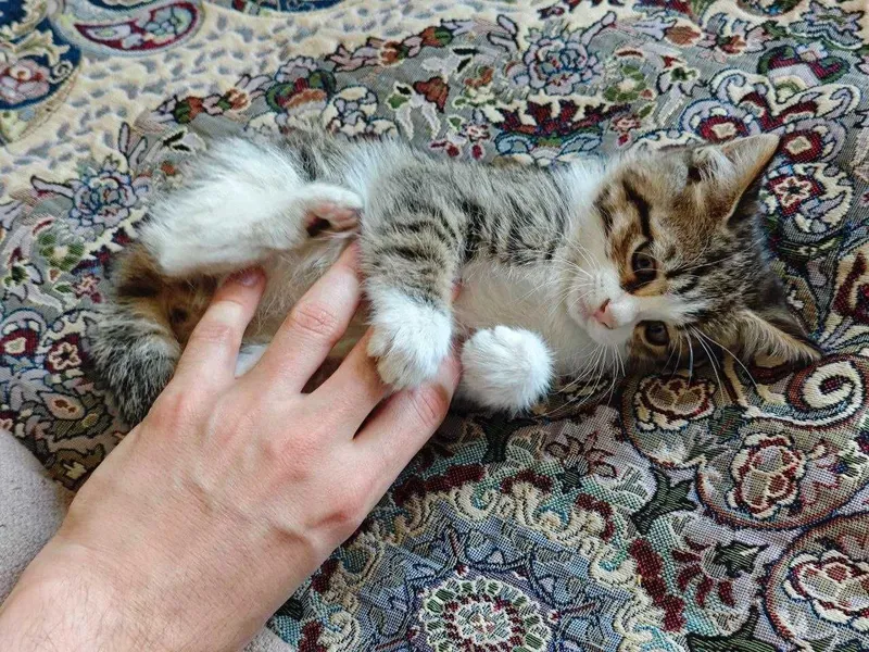 Котёнка в добрые руки!
