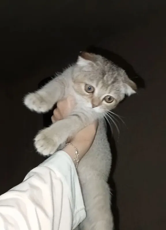 Мушук 2 Мушук 2