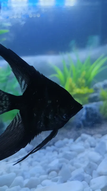 Akvarium baliqlari bilan sotiladi 3 Akvarium baliqlari bilan sotiladi 3