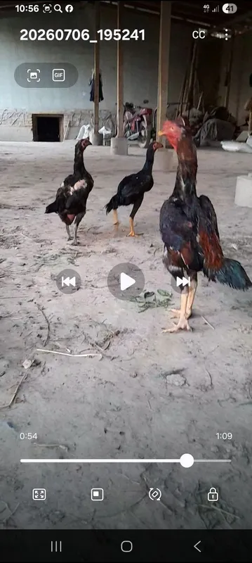 Dikabiriski juja 2 Dikabiriski juja 2