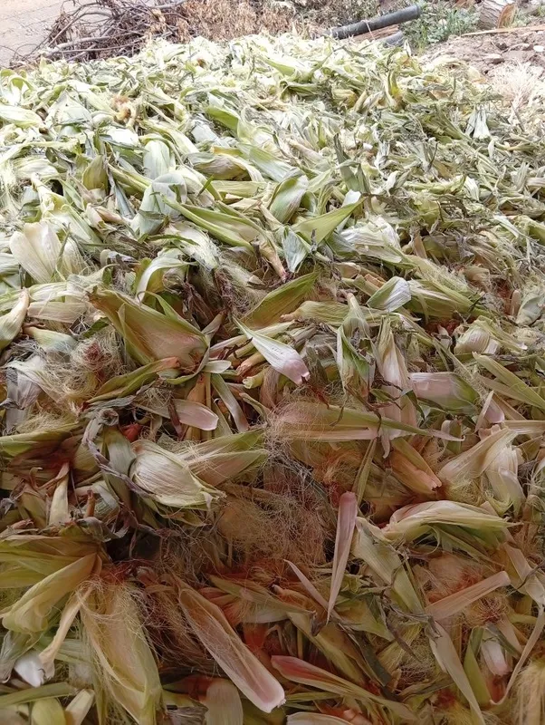 Tekin!!! Joxori pochogi tekin kinga kerak bolsa olib ketilar 1