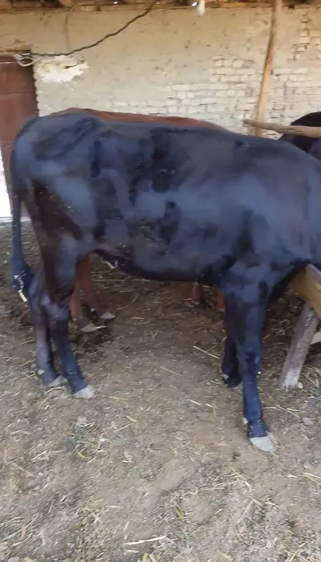 Sifatli mollar sotiladi 4 Sifatli mollar sotiladi 4
