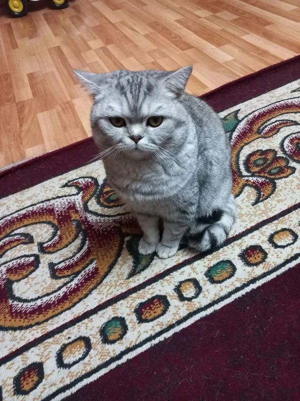 Продаётся кошка!!! 3 Продаётся кошка!!! 3