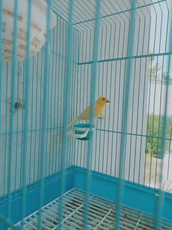 Kanareka nar limon 5 Kanareka nar limon 5