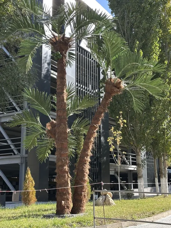 Farg‘onada | Villa/restoran uchun lux suniiy palma 3m–8m — -30%