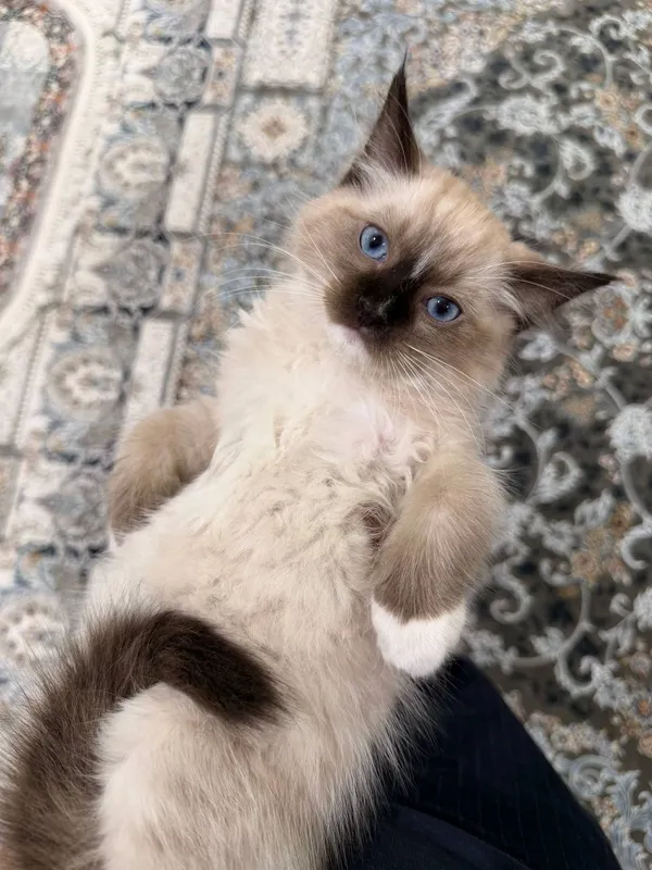 Продаётся Регдолл котёнок!!! 2 Продаётся Регдолл котёнок!!! 2