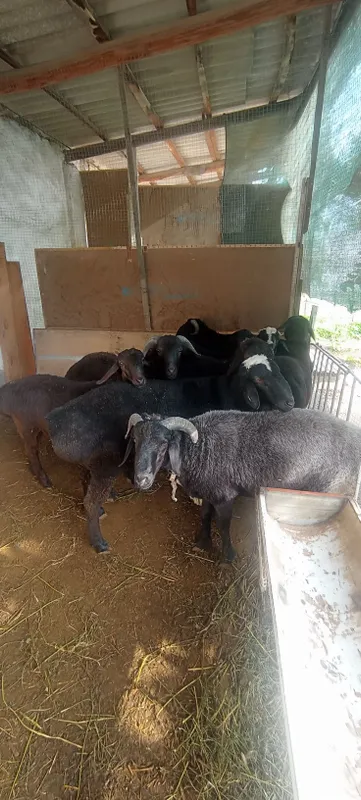 Quchqorlar 5 mil 6.5 gacha narhlari kelishladi — фото 1