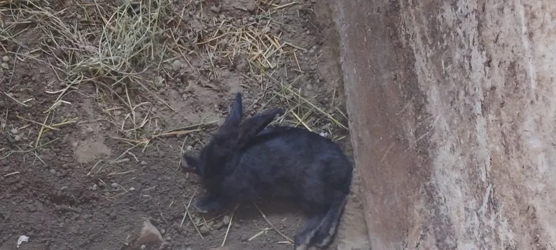 Quyonlar sotiladi kafolati bilan 4