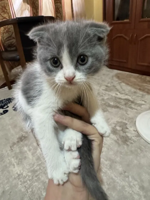 Продаем породистых кошечек — фото 2