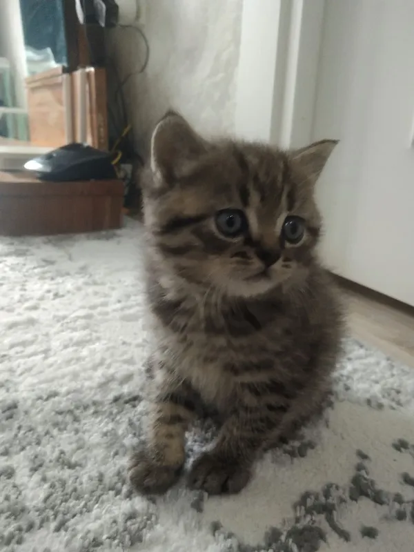 Котята скотиш фолд скотиш страйк — фото 2