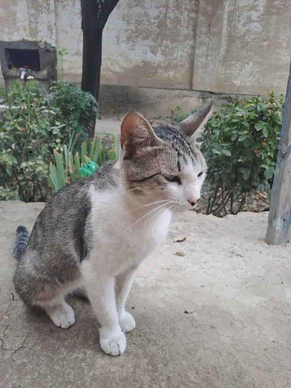 Домашний кот 4