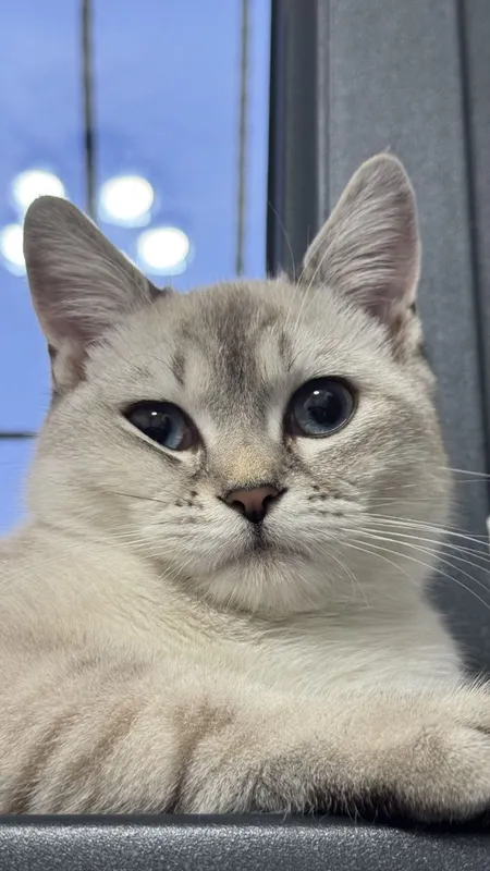 British Shorthair mushuk sotiladi — фото 3
